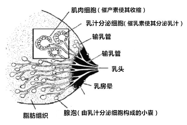 咪咪的大小和产奶量有什么关系你肯定想不到