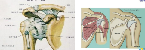 肩胛骨的肩峰构成,为微动关节,在肩胛骨喙突和锁骨之间有喙锁韧带加强