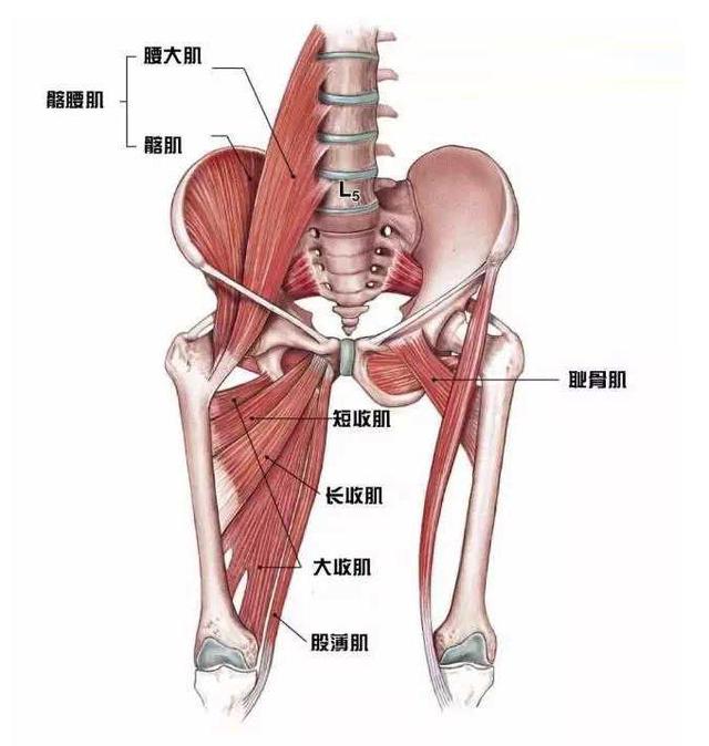 讲~理~论~ 大腿内侧肌群: 长收肌,大收肌,短收肌,股薄肌,耻骨肌.