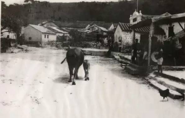 澳门客家人口数量_澳门的人口数量变化