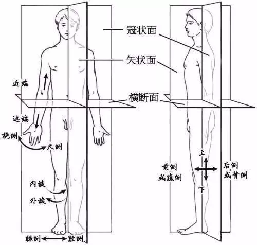 常见运动解剖术语小科普_搜狐体育_搜狐网原标题:常见