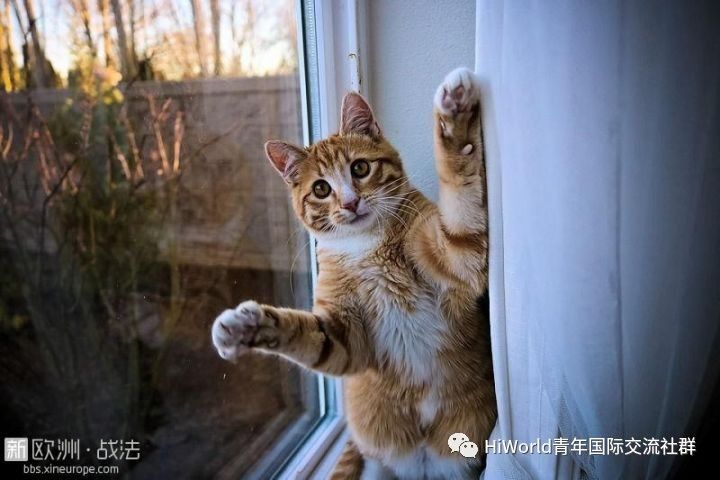 推荐| 拥有一只橘猫难道不是这世上最幸福的事吗?