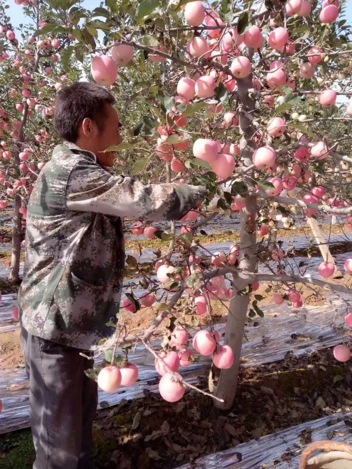 农民伯伯在采摘好苹果给大家