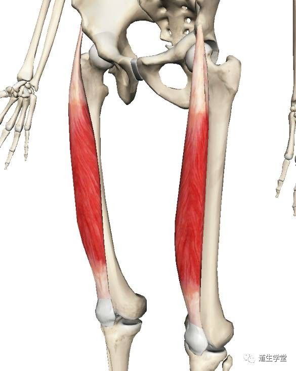 解剖知识丨股四头肌一