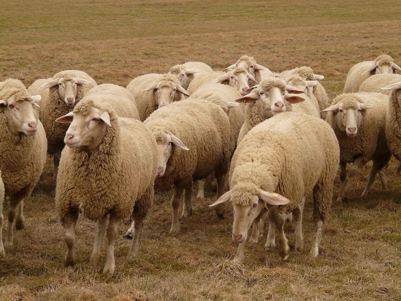 它,就是 绵羊(sheep ovis aries.