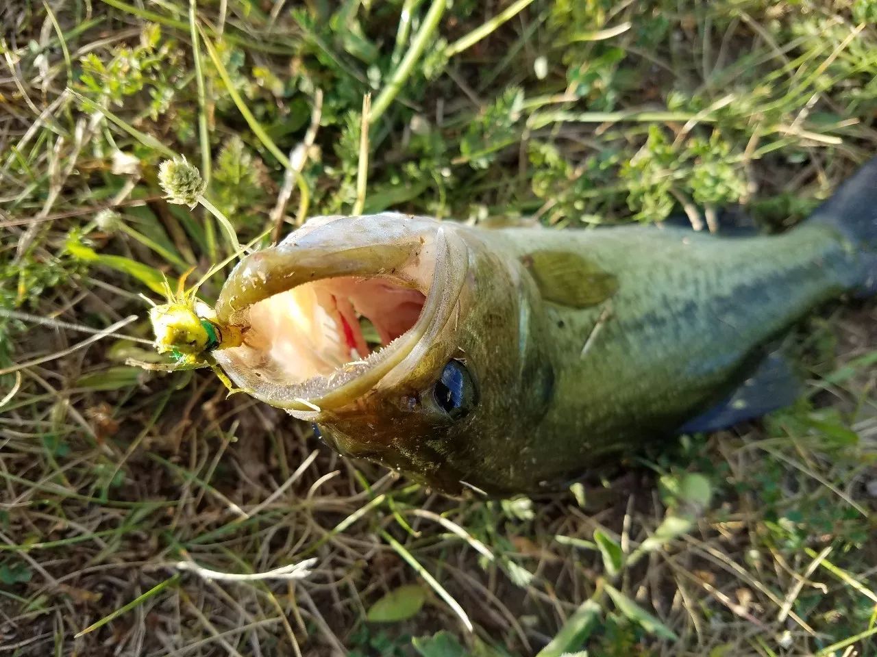 飞钓大嘴鲈养成记