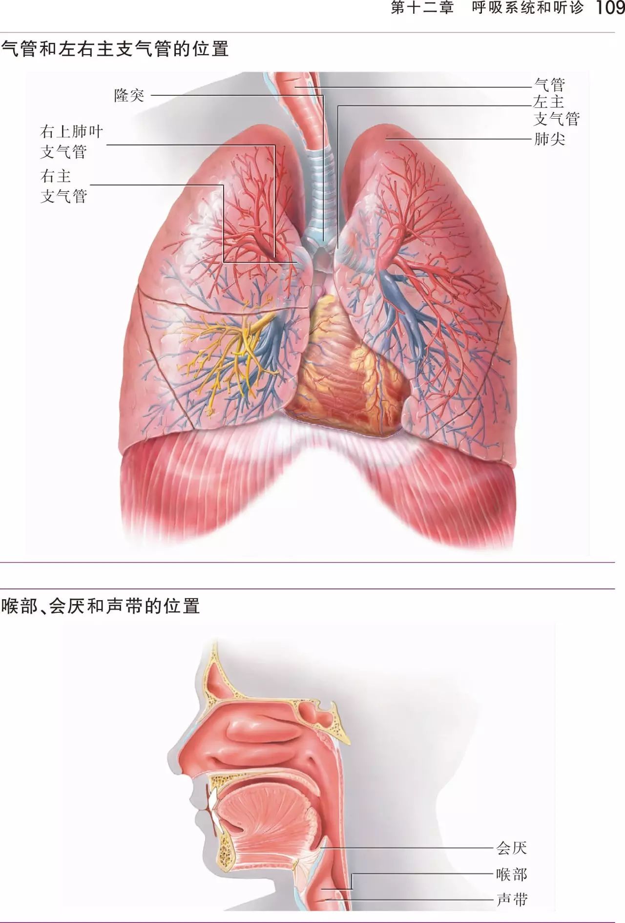 《听诊技巧:呼吸音及心音》(第5版)——快速提高临床听诊能力,可用