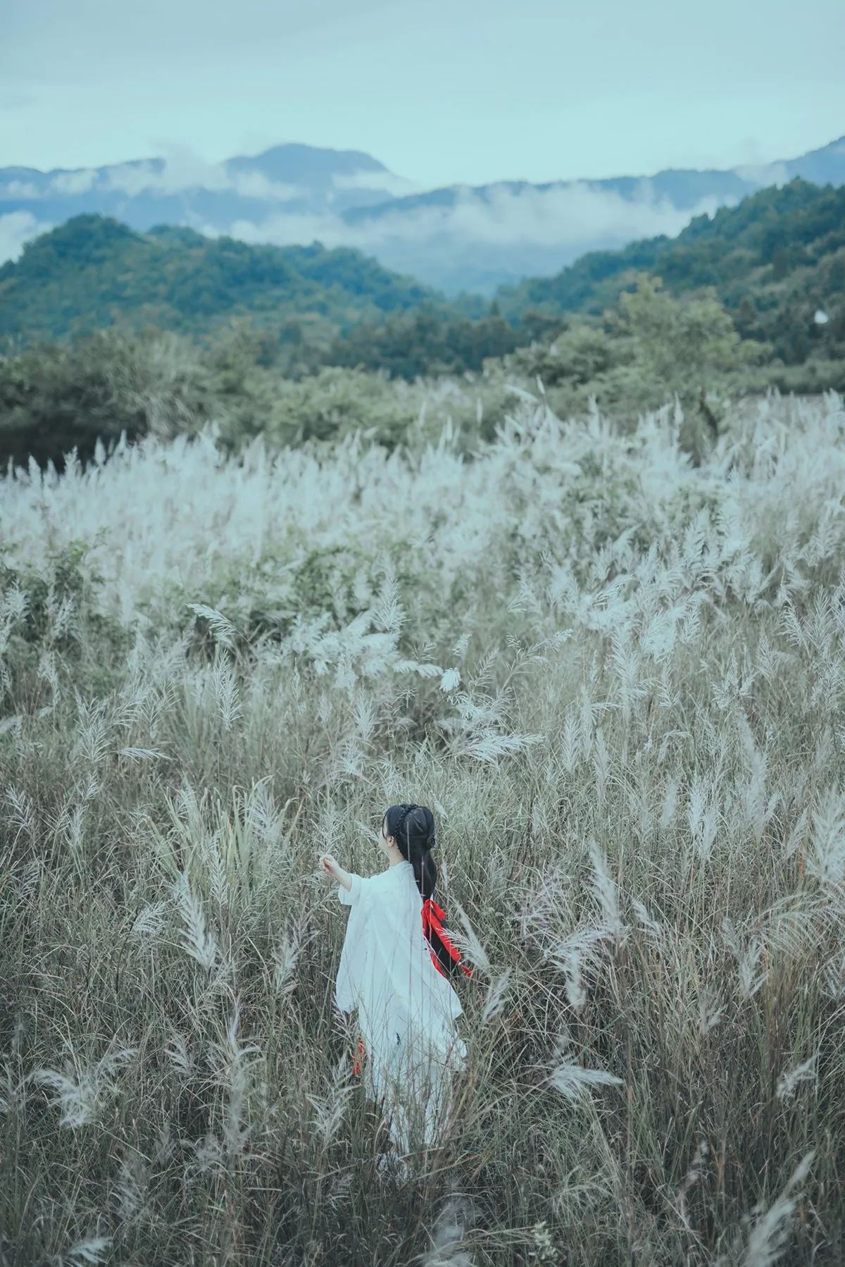 湔江畔,芦苇花开,浅笑嫣然