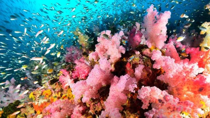 世界十大潜水天堂之一,泰国最著名的国家公园