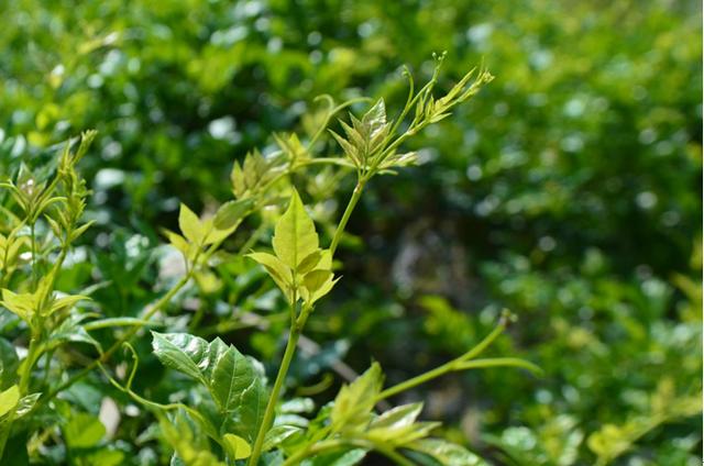 你不知道的茶?藤茶,似茶非茶