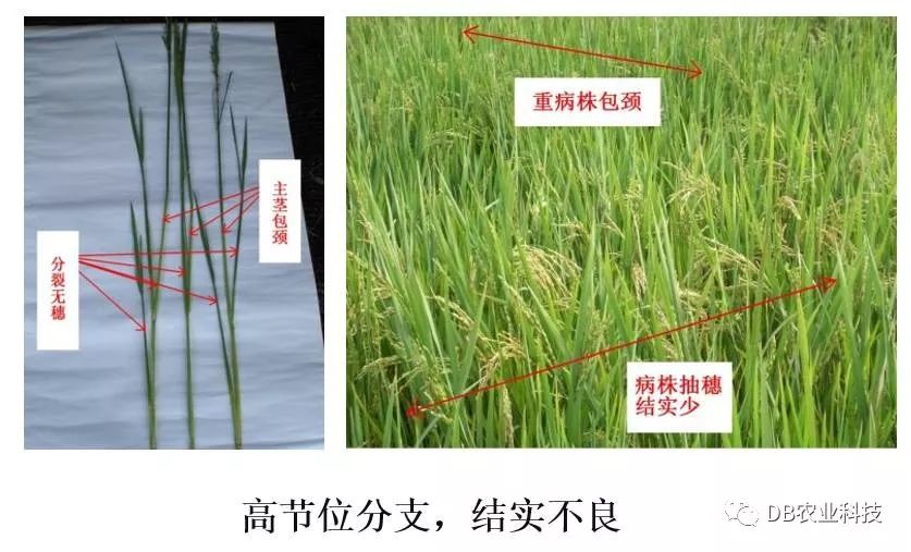 南方水稻黑条矮缩病综合防治技术