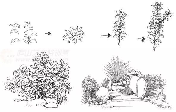 单株的灌木画法与乔木相同,只是没有明显的主干,而是近地处枝干丛生