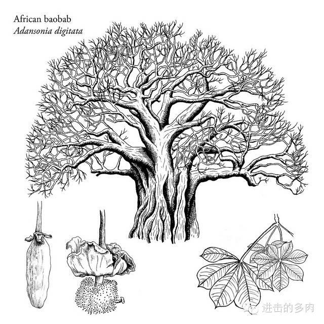 非洲大草原上的猴面包树为什么被称为"生命之树"?