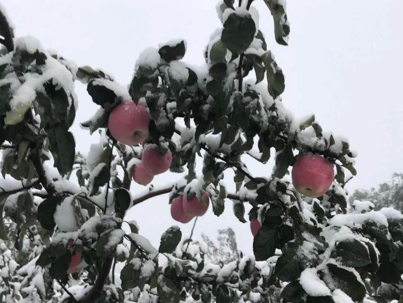 甘肃的第一场雪,雪中的苹果是不是很美