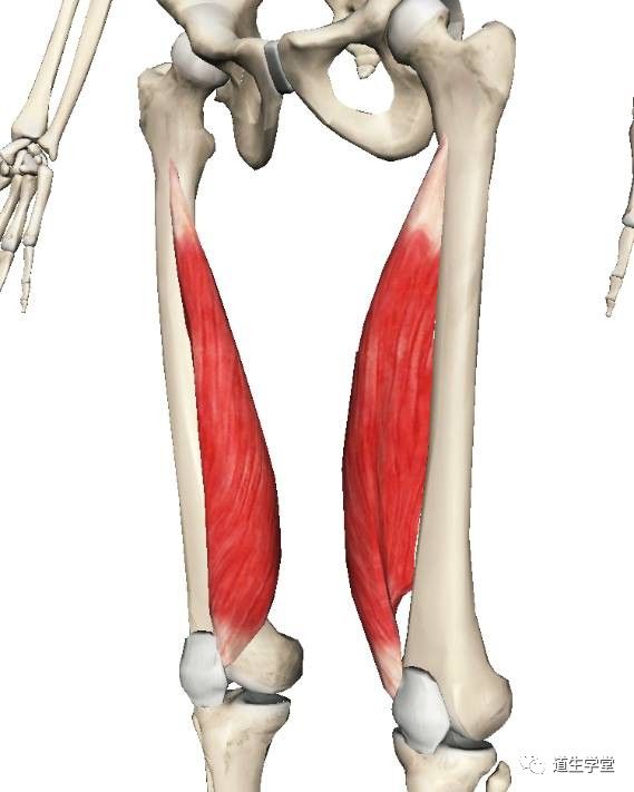 解剖知识丨股四头肌一