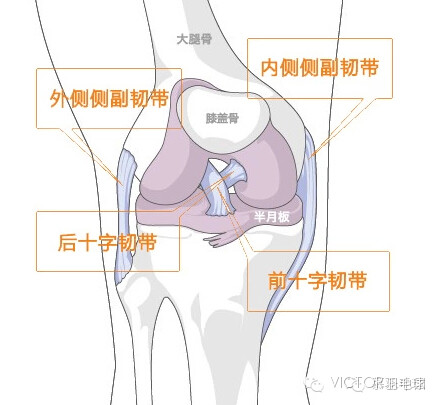 护膝关节套是什么原理_正常膝关节是什么样子(2)