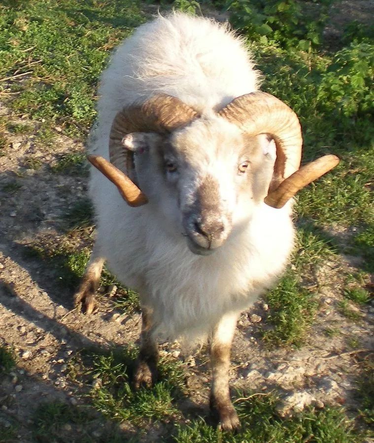 宠物 正文  从外形上来看,我觉得绵羊和山羊的最显著区别可能在于羊角