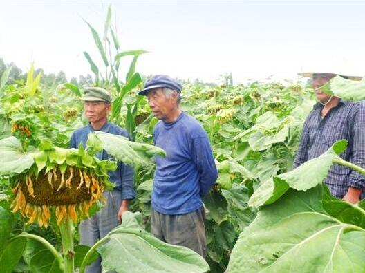 农民想租地种要注意以下这OB体育几点要不然哭都来不及！(图7)