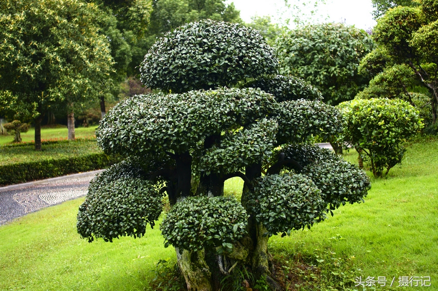 公园里盆景树蔸,造型奇异,是观赏植物中的上品,其经济