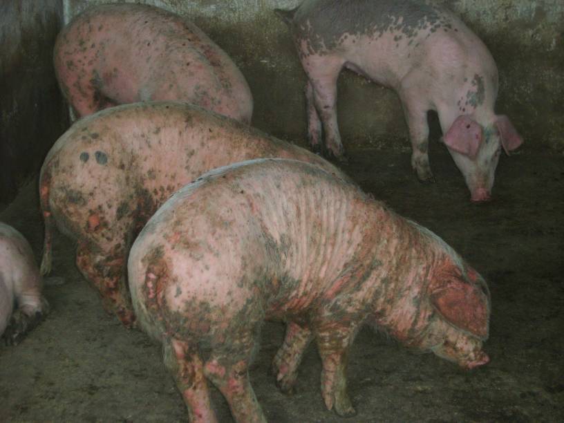 1,对于已经确定猪群发生了霉菌毒素中毒的,应立即更换饲料.