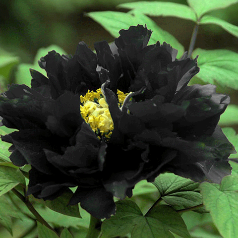 黑牡丹黑如墨碳,是花中之王,具有幸福,富足的象征,开花后价值上万,是