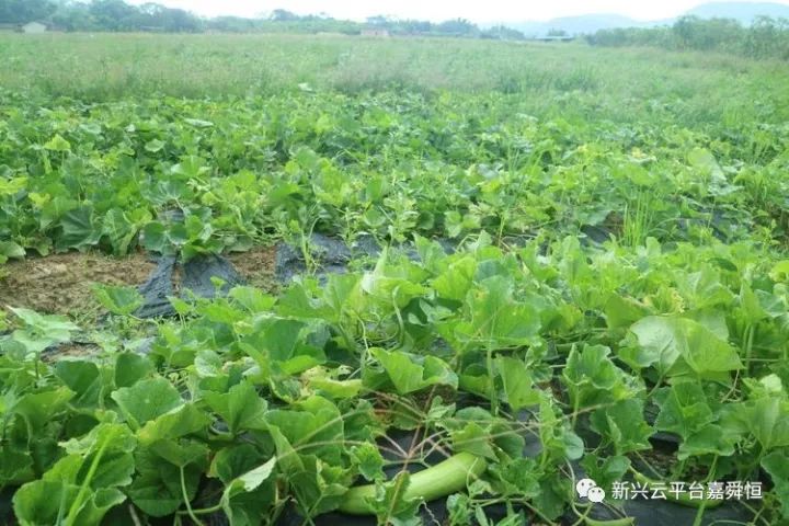 抗灾复产见成效～西睦社区红荣种植专业合作社白瓜仍获好收成