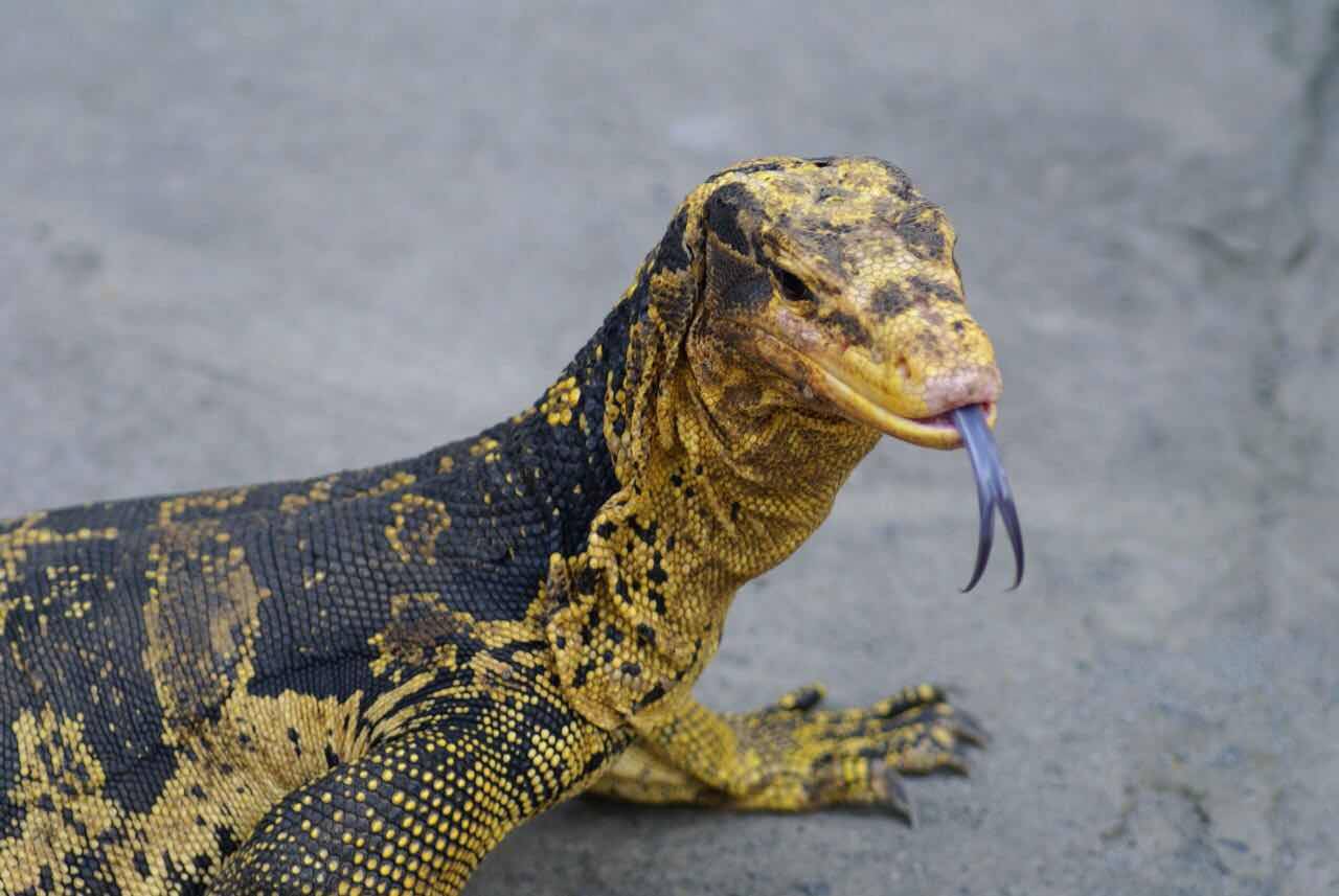 【附录二·泽巨蜥】被埋没的世界第一大蜥蜴