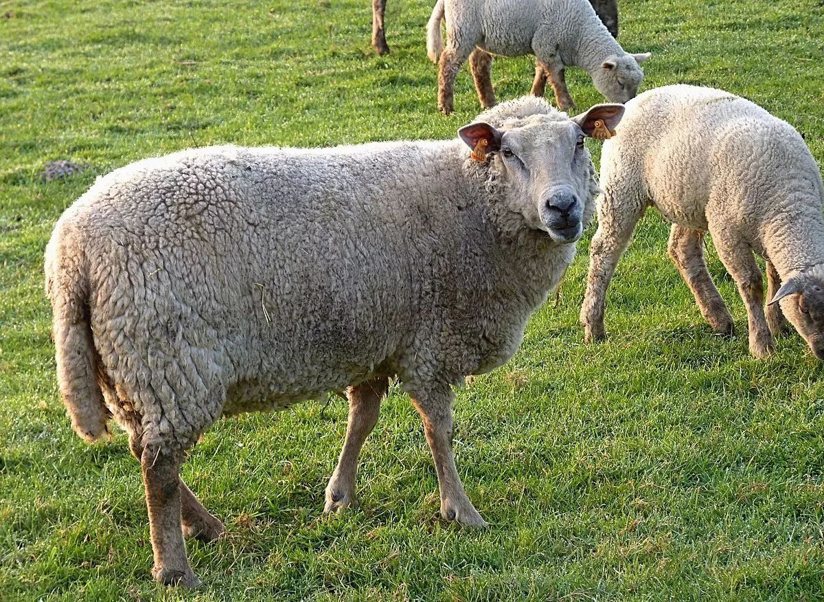 羊的传染性脓疱，羊烂嘴巴，羊口炎_发病