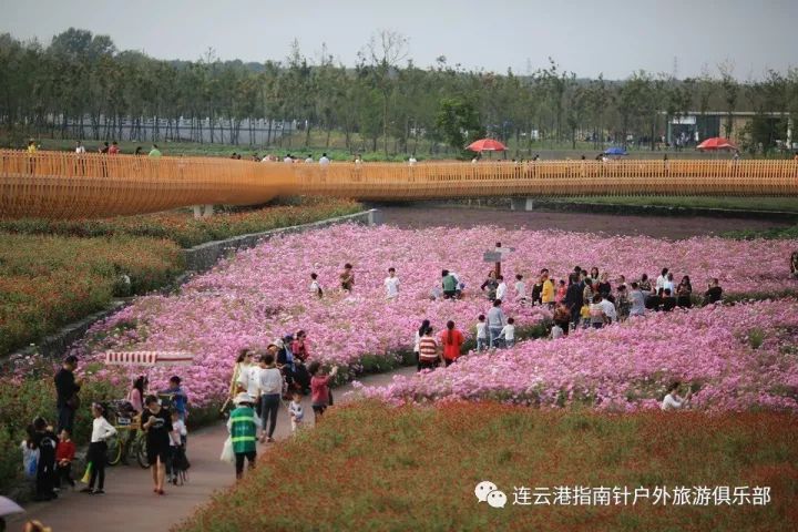 10月14和15号(各一期)三台山纳田花海摄影 骆马湖畔龙腾飞跃 项王故里