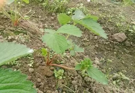 草莓花芽分化的关键技术!很多种植户都忽略了这些