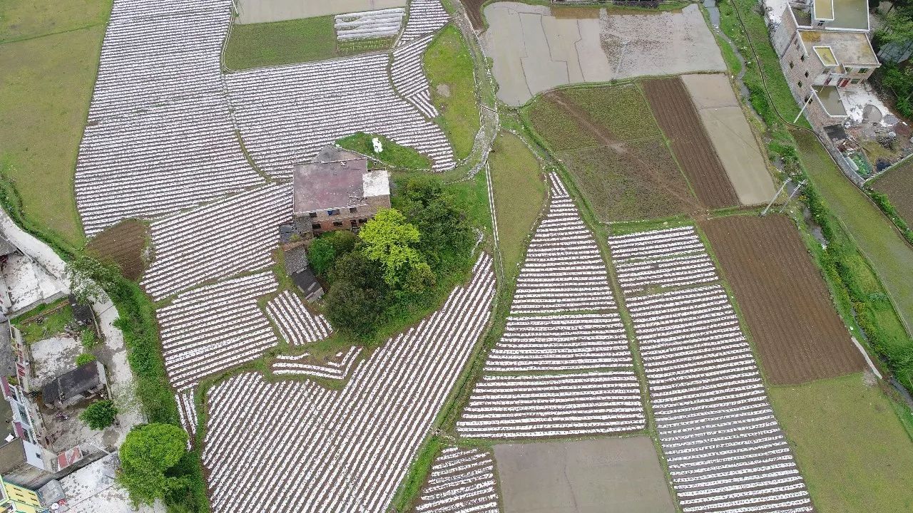 长顺县有多少人口_就算大雨让这座城市颠倒,公司照样算你迟到 成都今早 看海