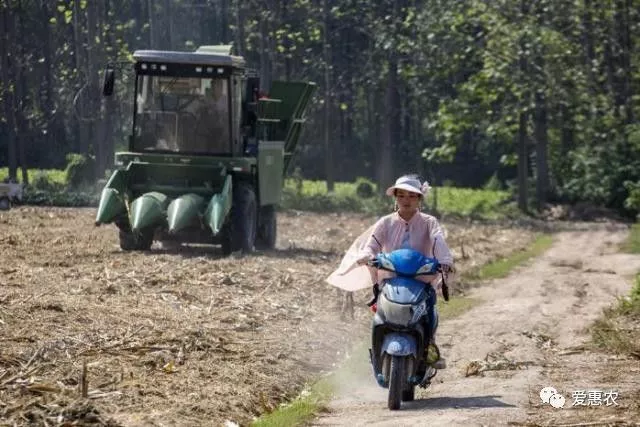 【三农资讯】农村的另类致富道路,90后农家女