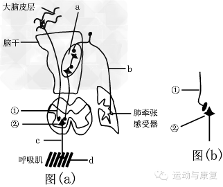 会影响呼吸神经元的开关机制(switch off point 当呼吸中枢停止放电