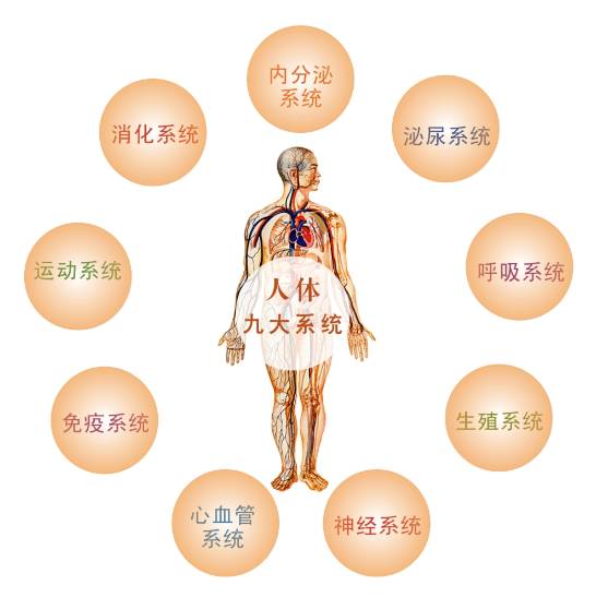 干细胞调理人体新陈代谢