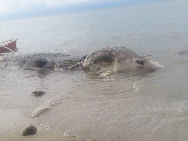 这个生物被发现的时候的它已经死了很久,巨大的尸体浸泡在海水里,周围