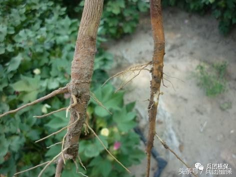 棉花根系,深耕,基肥和冬灌的技术理论