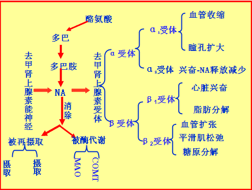 作用相似或相反"拟制或拮抗,因此熟记递质与受体结合后的效应,是