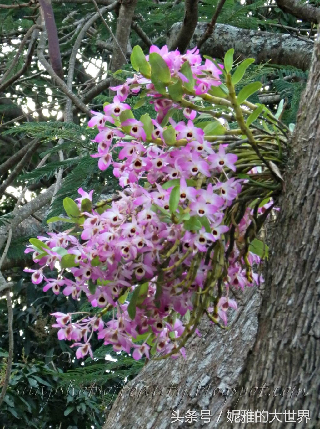 树林里美丽的兰花依附着树杆生存洁雅幽香朵朵盛放