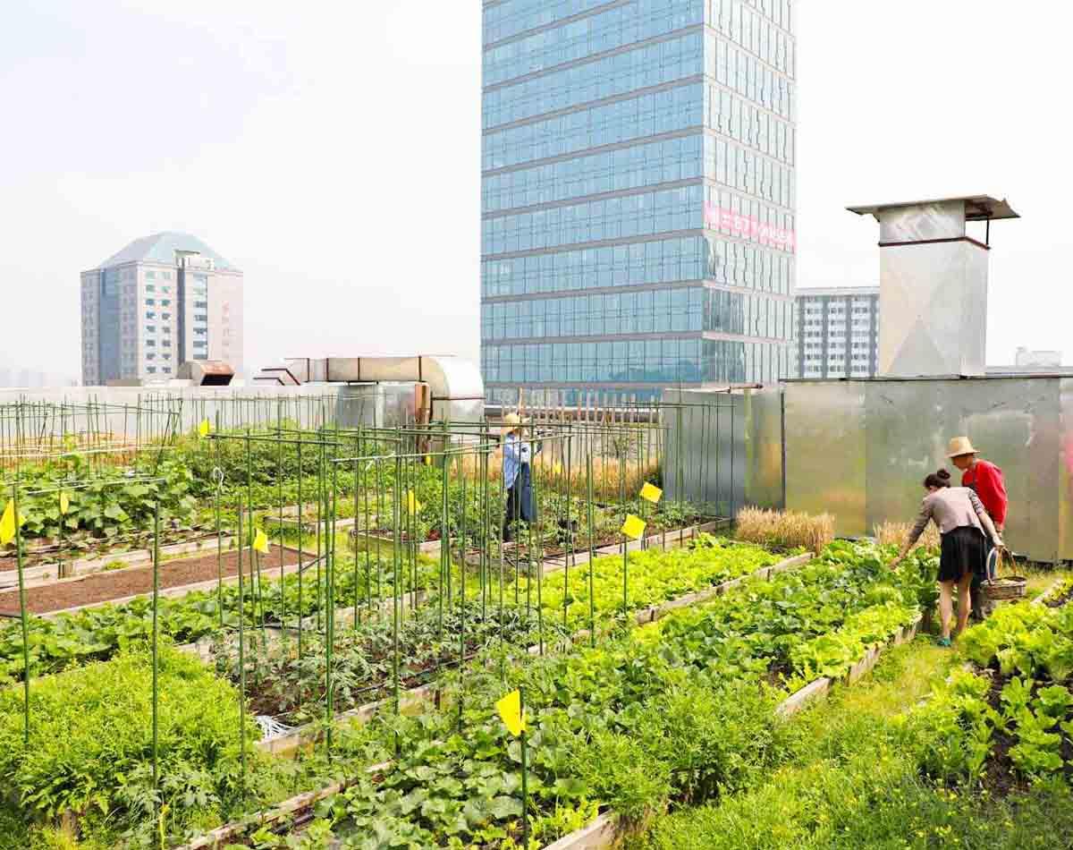 这些建在城市屋顶的农场,正在试图改变我们的生活!