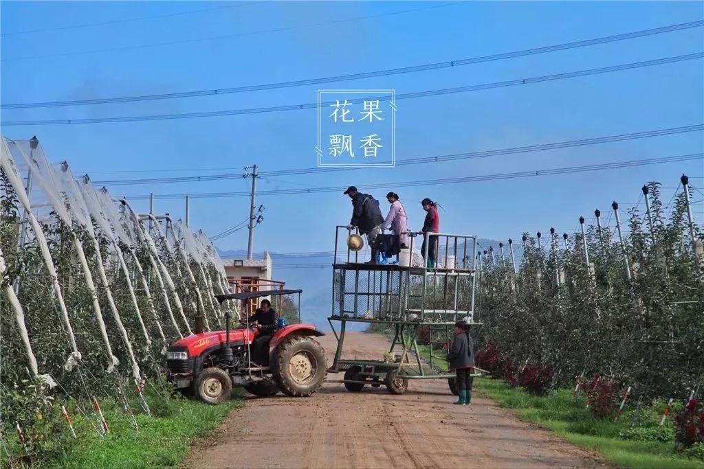 5米,株距1米)果园作业平台国家矮砧密植标准化苹果示范园海升现代苹果