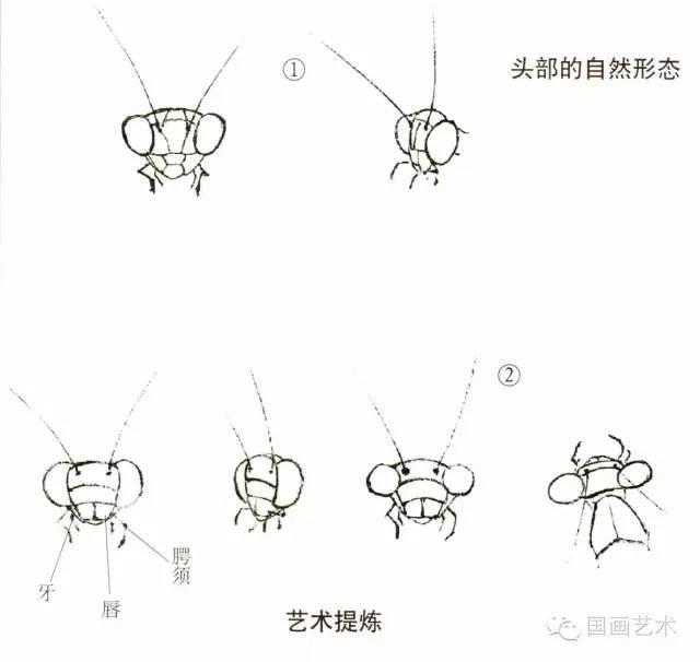 教程分享丨螳螂画法