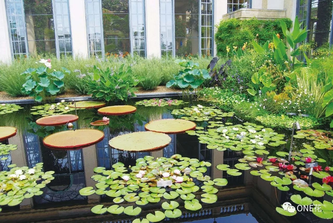 水生植物景观 在四周的矩形池塘里,各种挺水植物和浮水植物自然地