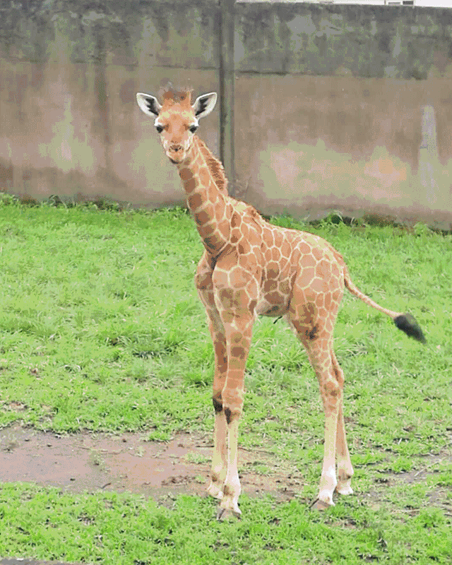 东钱湖的网红小长颈鹿,首次透露了它的家族秘密