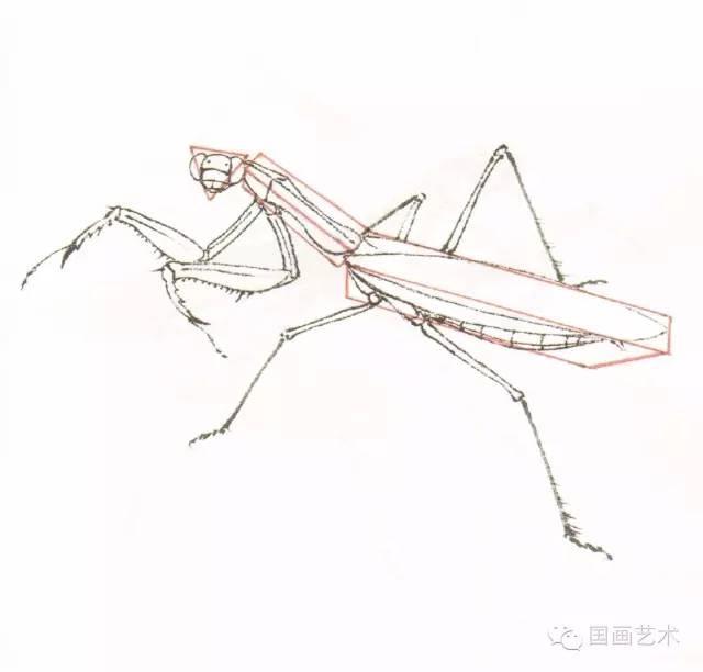 勾线工笔画法及步骤不同品种的螳螂,基本上是雌大雄小,而且雄螳螂较瘦