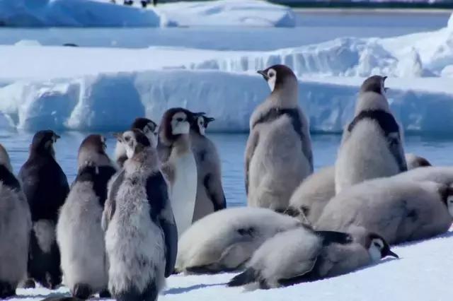 帝企鹅是群居性动物,饮食和居住都由很多个体聚集在一起.