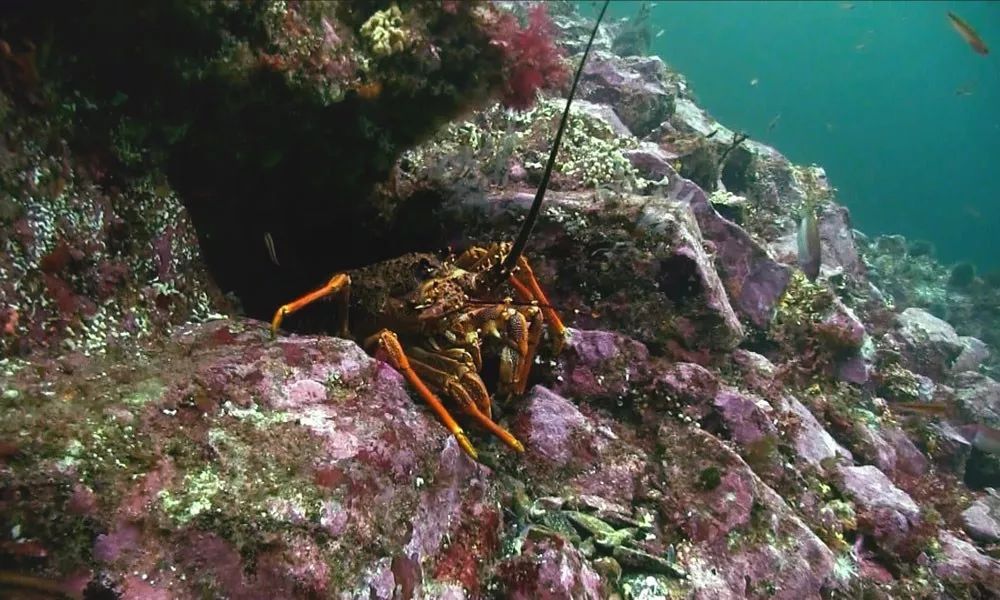 生活在海底的新西兰岩龙虾