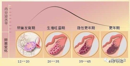 顺兴隆企业重磅推出子宫内膜干细胞治疗卵巢早衰