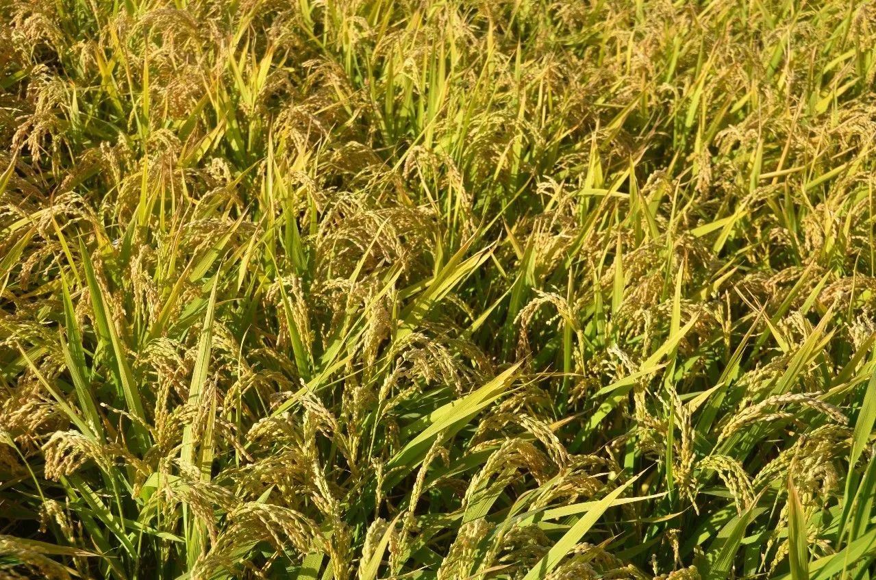 宠物 正文  在近两年的超级稻品种推广过程中,受到广大农民朋友的认可