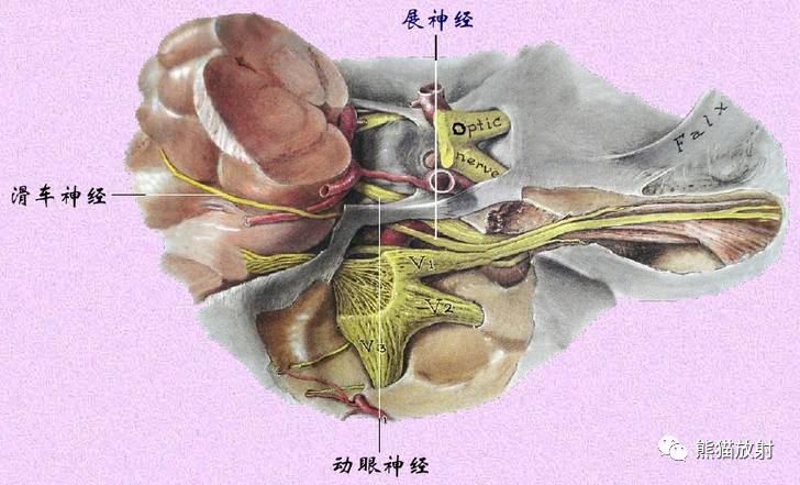 nervev三叉神经trochlear nerveiv滑车神经oculomotor nerveiii 动眼