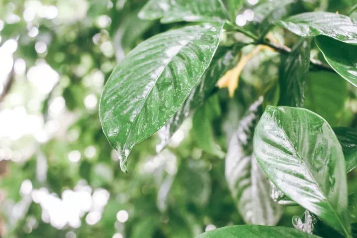 雨·绿色——梧桐叶上潇潇雨如果想着,每一滴雨,都装着一个故事的话